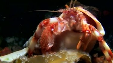 Pagurian su altında beyaz deniz Rusya'nın deniz yatağı üzerinde yiyecek bulmak.