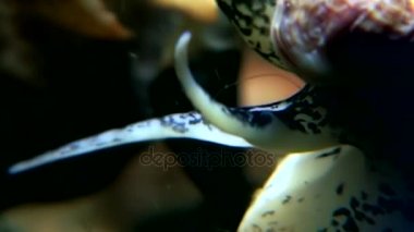 Deniz deniz salyangoz yakın çekim su altında beyaz deniz dibinin.