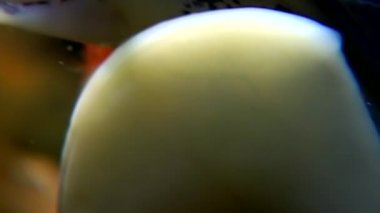 Deniz deniz salyangoz yakın çekim su altında beyaz deniz dibinin.