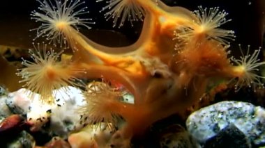 Lucernaria quadricornis su altında beyaz deniz