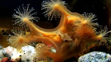 Lucernaria quadricornis su altında beyaz deniz