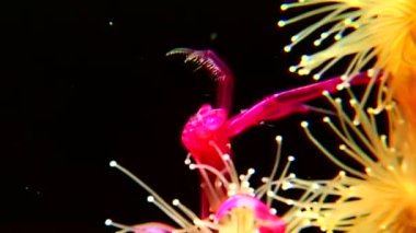 Lucernaria quadricornis yakalar ve Caprella su altında beyaz deniz yiyor