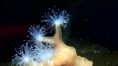 Lucernaria quadricornis su altında beyaz deniz