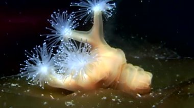 Lucernaria quadricornis su altında beyaz deniz