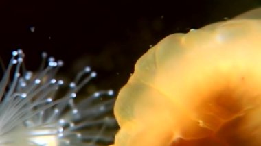 Lucernaria quadricornis su altında beyaz deniz