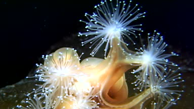 Lucernaria quadricornis su altında beyaz deniz