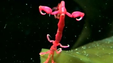 Caprellidae su altında beyaz deniz dibinin üzerinde.