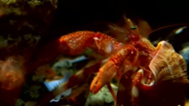 Kanser keşiş sualtı gıda beyaz deniz Rusya'nın deniz yatağı üzerinde arama.