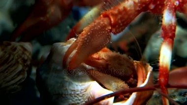 Kanser keşiş sualtı gıda beyaz deniz Rusya'nın deniz yatağı üzerinde arama.