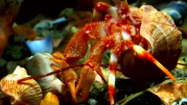 Kanser keşiş sualtı gıda beyaz deniz Rusya'nın deniz yatağı üzerinde arama.