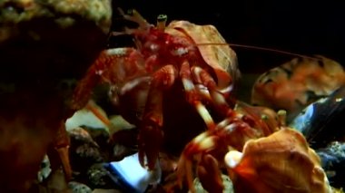 Kanser keşiş sualtı gıda beyaz deniz Rusya'nın deniz yatağı üzerinde arama.