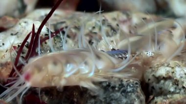 Benzersiz omurgasızını slug deniz dibinin sualtı beyaz deniz tam olarak ifade.