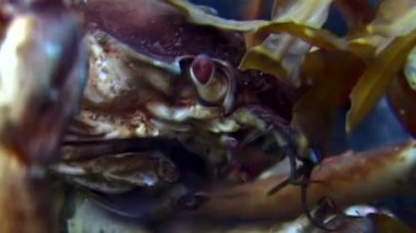 Yengeç hios su altında beyaz deniz Rusya'nın deniz yatağı üzerinde yiyecek bulmak.