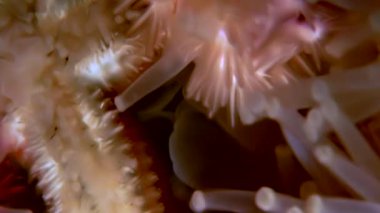 Siyah arka plan deniz üzerinde su altında beyaz deniz yıldızı yakın çekim.