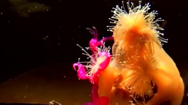 Lucernaria quadricornis yakalar ve Caprella su altında beyaz deniz yiyor