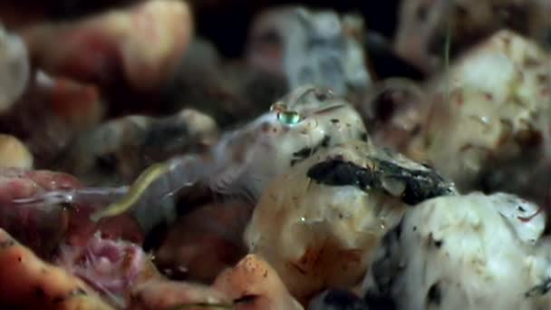 Camarones de vidrio enmascarados en busca de alimentos fondo marino submarino del Mar Blanco Rusia . — Vídeos de Stock