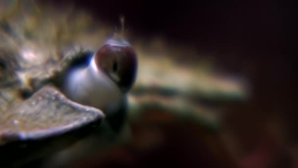 Crab eyes closeup underwater on seabed of White Sea Russia. — Stock Video