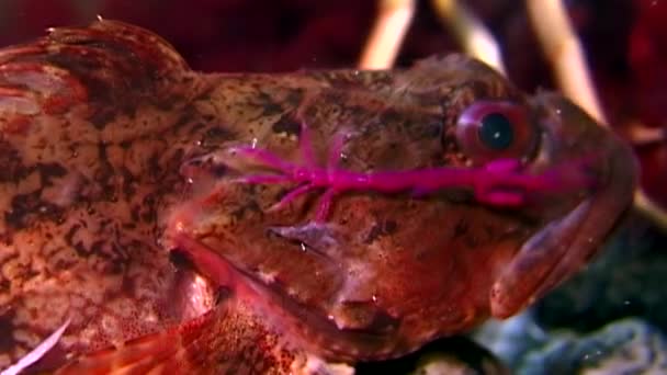 Moře goby exotických ryb pod vodou na mořském dně. — Stock video