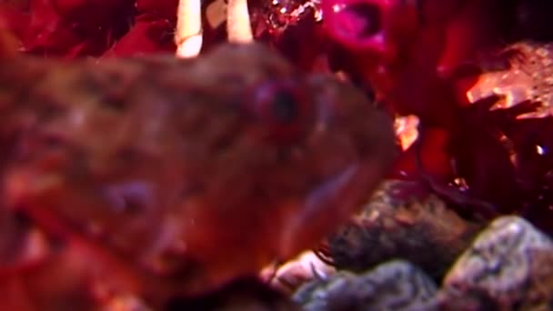 Deniz kaya balığı egzotik balık suyun altında deniz yatağı üzerinde. — Stok video