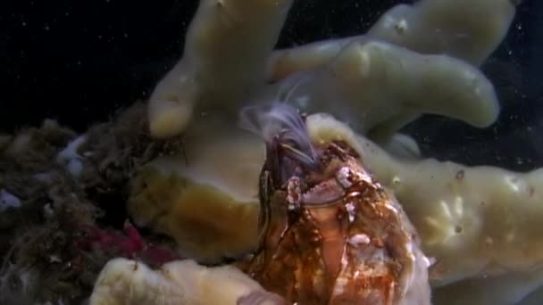 Balanus balanomorpha sea acorn marine crustaceans underwater on seabed. — Stock Video