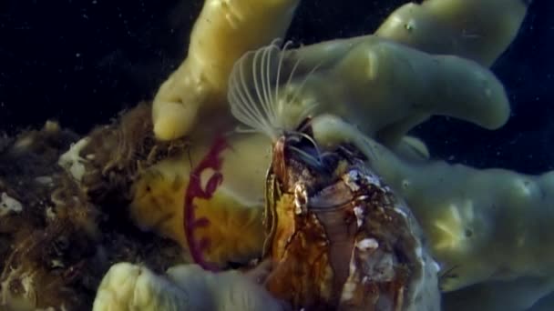 Balanus balanomorpha bellota marina crustáceos marinos bajo el agua en el fondo marino . — Vídeo de stock