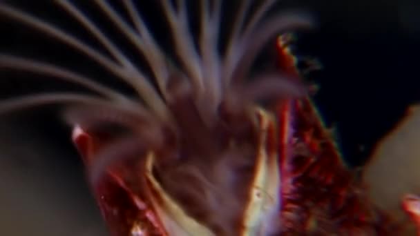 Balano balanomorfa ghianda marina crostacei marini sott'acqua su fondali marini . — Video Stock