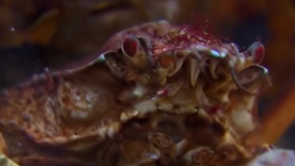 Krab Oberhof onderwater op zoek naar voedsel op de zeebodem van de Witte Zee, Rusland. — Stockvideo