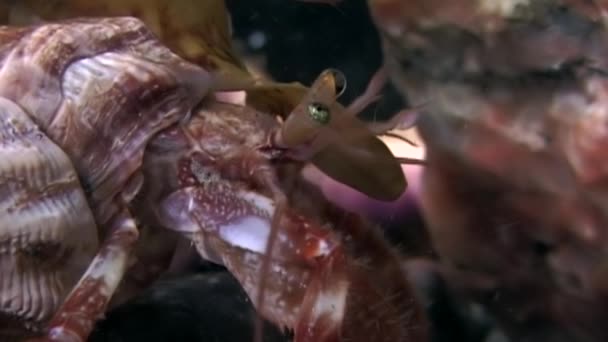 Krab pustelnik rak, pod wodą w poszukiwaniu żywności na dnie morza białego. — Wideo stockowe