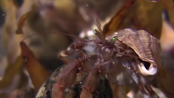 Cancer ermite crabe sous-marin à la recherche de nourriture sur les fonds marins de la mer Blanche . — Video