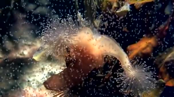 Lucernaria quadricornis unter Wasser im weißen Meer. — Stockvideo