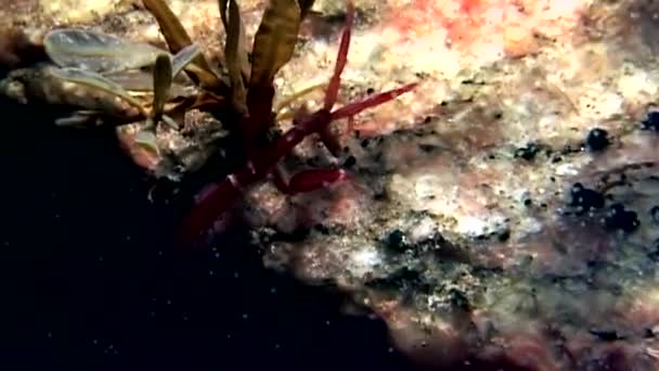 Skelett Seelöwe caprellalinearis unter Wasser auf dem Meeresboden des weißen Meeres. — Stockvideo