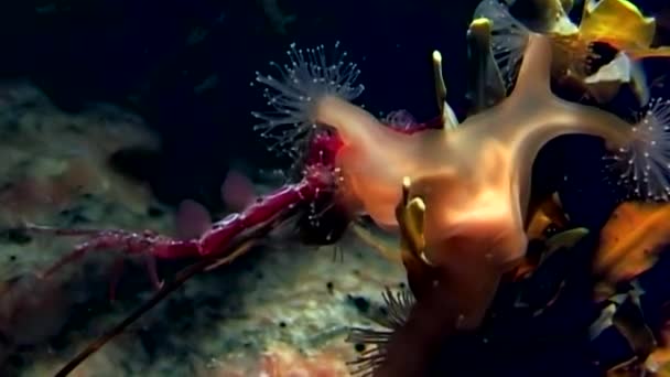 Lucernaria quadricornis fångar och äter Caprella under vattnet i vita havet — Stockvideo
