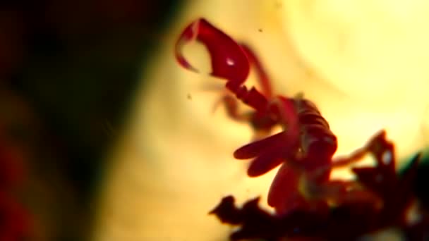 Capra di mare scheletro Caprellalinearis sott'acqua sui fondali del Mar Bianco . — Video Stock