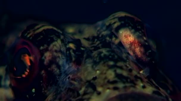 Gobie de mer poissons exotiques sous-marins sur les fonds marins .