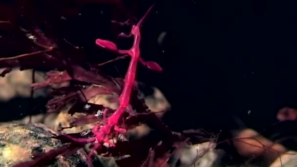 Kostry mořský Kozel Caprellalinearis pod vodou na dno z Bílého moře. — Stock video
