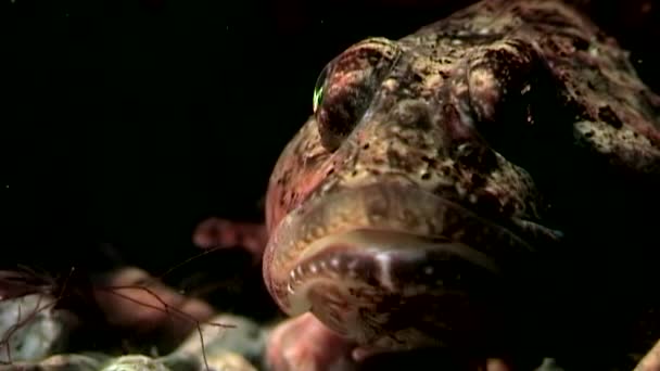 Морський горіх екзотична риба під водою на морському дні . — стокове відео