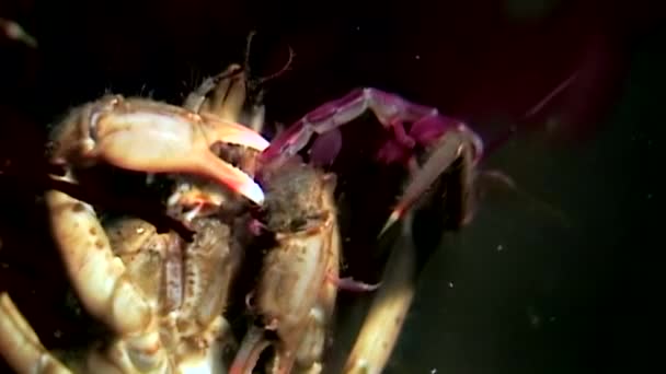 Krabbenfische schnappten Beute mit Krallen unter Wasser auf dem Meeresboden des Weißen Meeres Russland. — Stockvideo