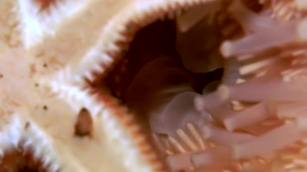 Witte starfish close-up op zwarte achtergrond onderwater van zee. — Stockvideo