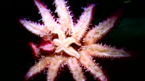 Bílé hvězdice zblízka na černém pozadí pod hladinou moře. — Stock video