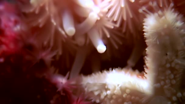 Біла зірка крупним планом на чорному тлі під водою моря . — стокове відео