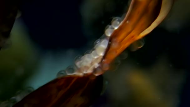 Икра на водорослях - пища для рыб под водой на морском дне Белого моря Россия . — стоковое видео