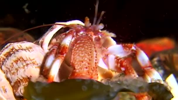 Pagurien sous-marin à la recherche de nourriture sur les fonds marins de la mer Blanche Russie . — Video