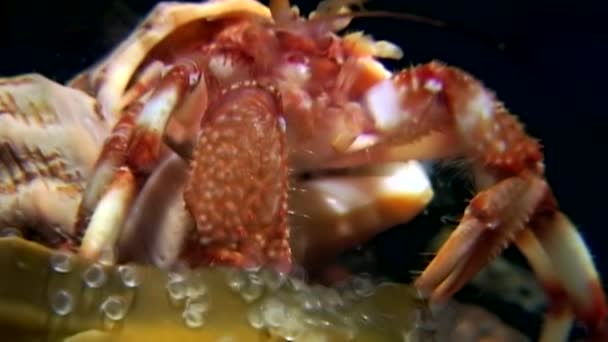 Pagurian pod wodą w poszukiwaniu żywności na dnie morza białego Rosji. — Wideo stockowe