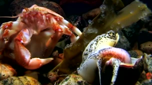 Krebs-Einsiedler frisst Nahrung unter Wasser auf dem Meeresboden des Weißen Meeres Russland. — Stockvideo