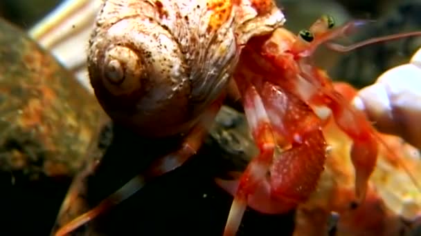 Cancer hermit underwater in search of food on seabed of White Sea Russia. — Stock Video