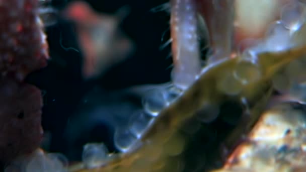 Pustelnik rak, pod wodą w poszukiwaniu pożywienia spożywa kawior na dnie morza białego. — Wideo stockowe