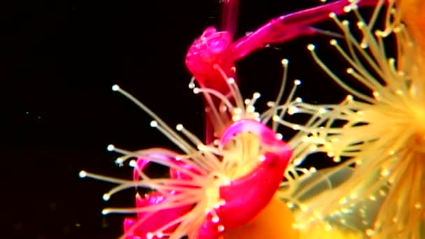 Lucernaria quadricornis capture et mange Caprella sous-marine en mer Blanche — Video