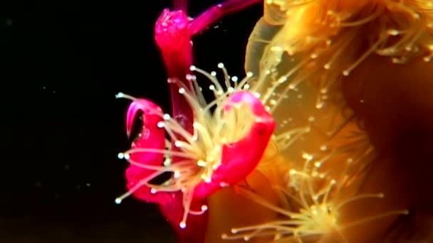 Lucernaria quadricornis cattura e mangia Caprella sott'acqua nel Mar Bianco — Video Stock