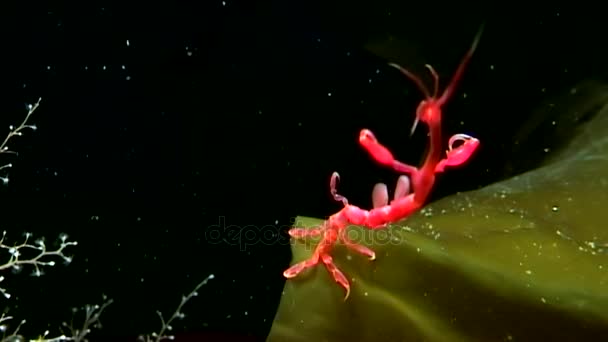 Caprellidae onderwater op de zeebodem van de Witte Zee. — Stockvideo