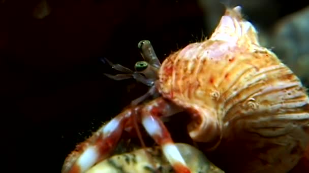 El cáncer ermitaño bajo el agua en busca de alimentos en el fondo del mar Blanco Rusia . — Vídeos de Stock